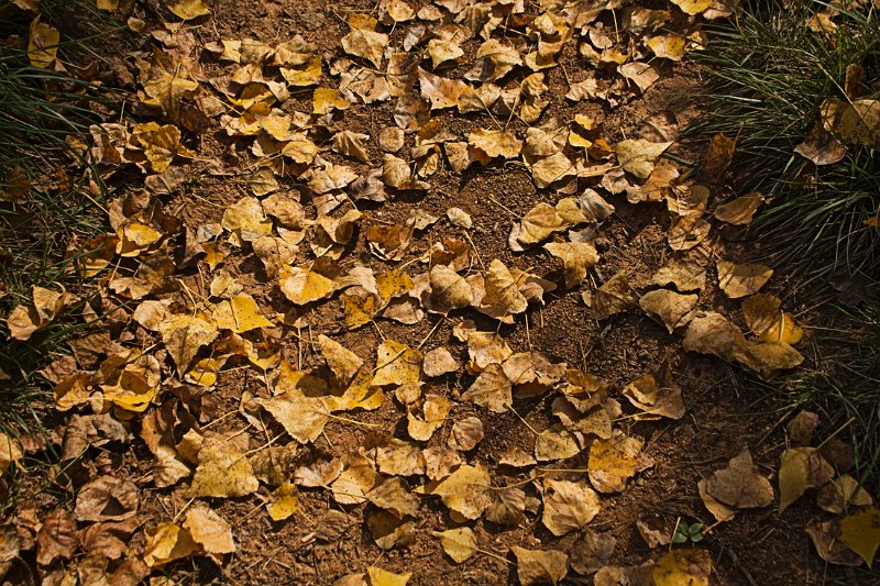 leaves 2.jpg
